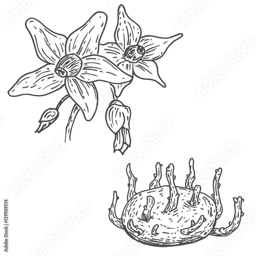 Vector hand drawn flower, sprouts potatoes. Natural eco food engraved vintage style illustration. Isolate of white background.