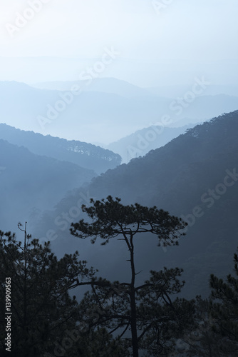 Tropical mountain forest, p...