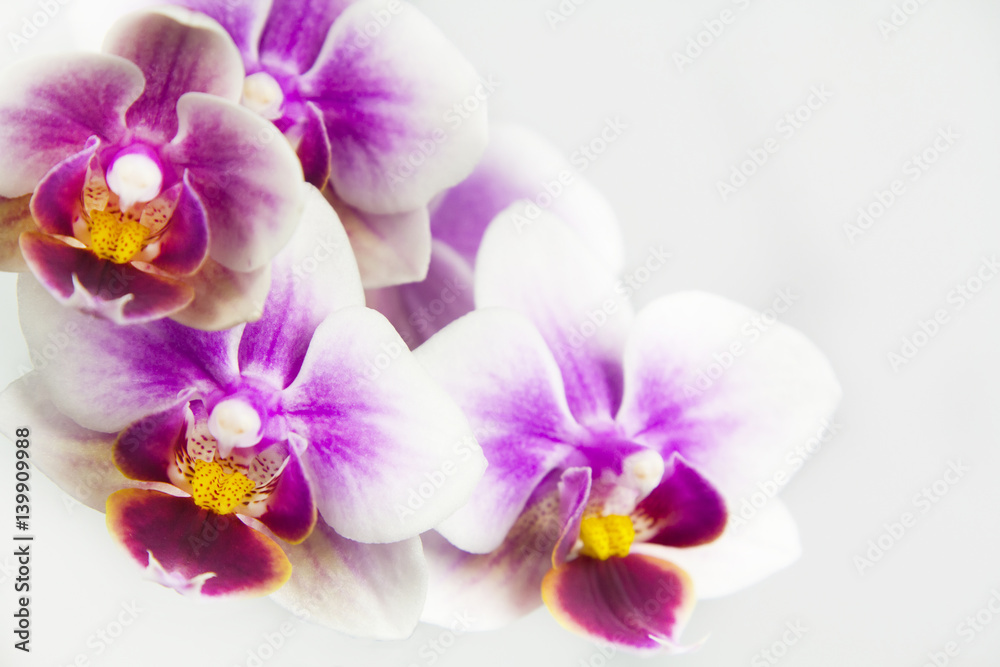 Macro image of orchid flower, captured with a small depth of field. floristic colourful abstract background