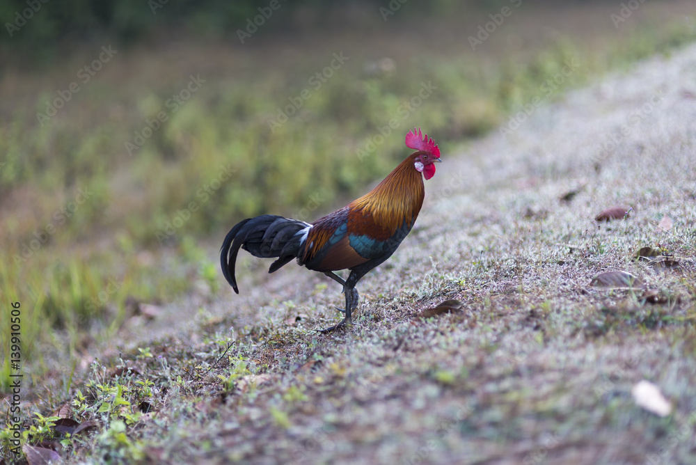 Fototapeta premium jungle fowl