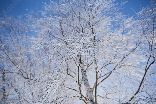 Oszronione gałęzie drzewa zimą  © barytek