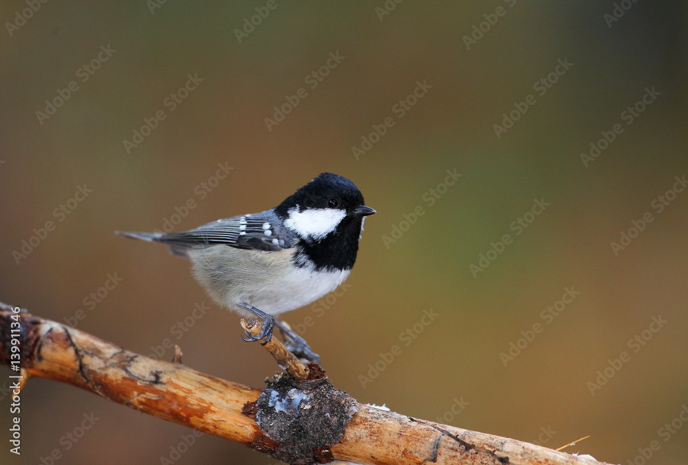 Obraz premium animal