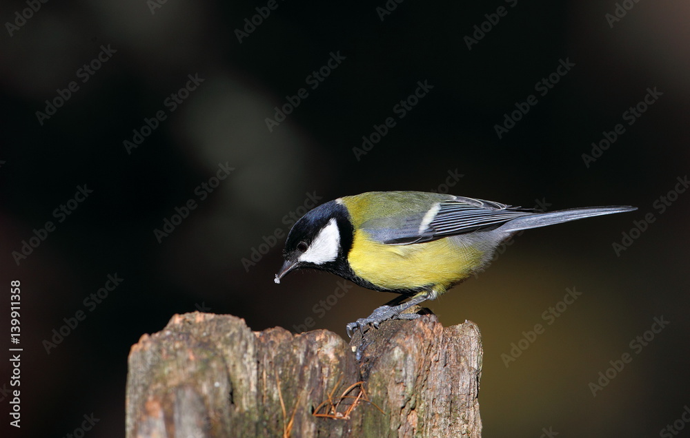 Naklejka premium animal