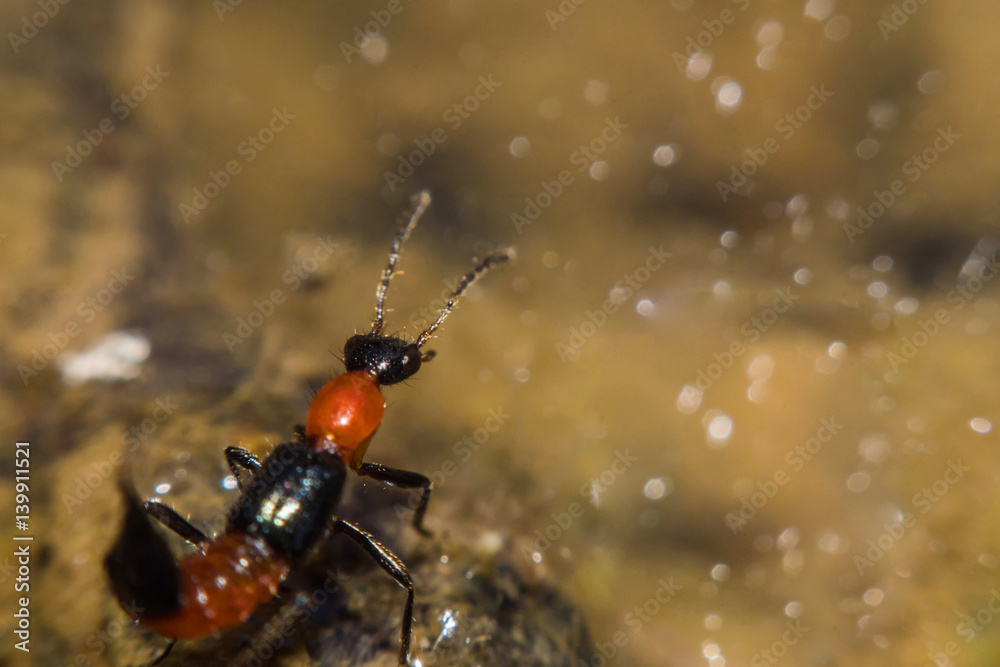 Insect Paederus riparius. Pederusdermatitis Allergic reaction to the blood type of beetles