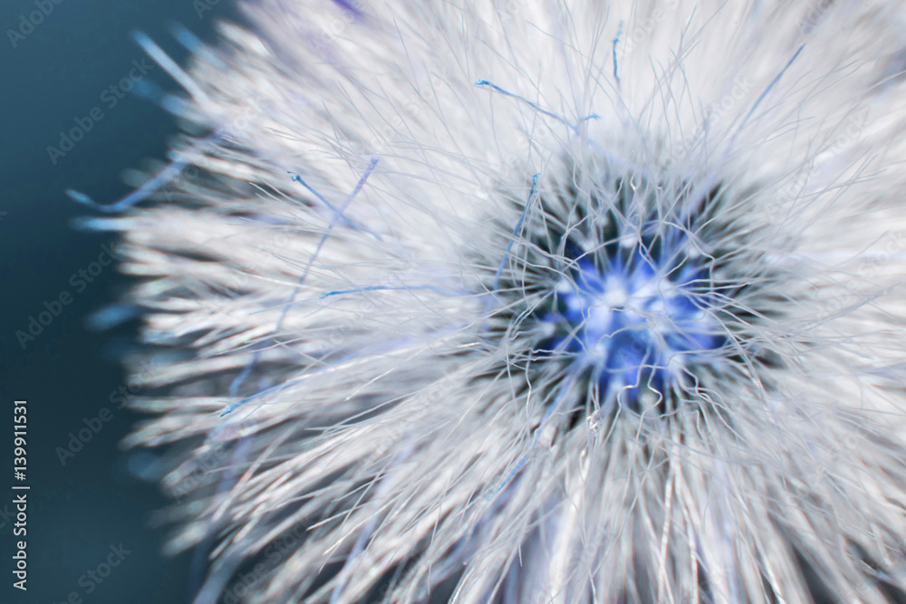 Fototapeta premium Beautiful wild flowers in forest,Macro shot selective focus