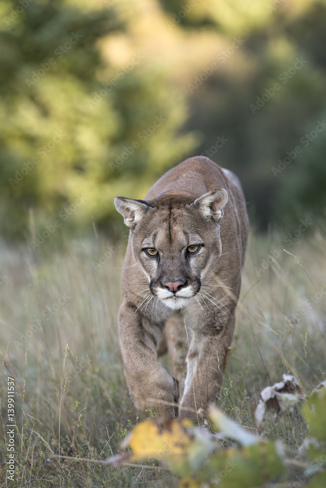 Fototapeta premium animal