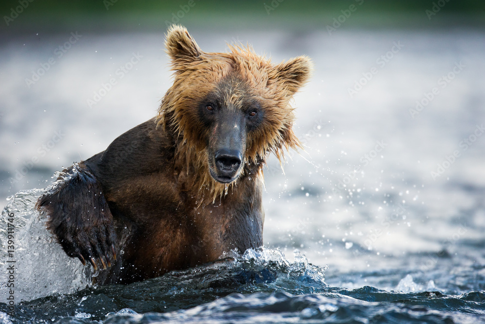 Fototapeta premium bear