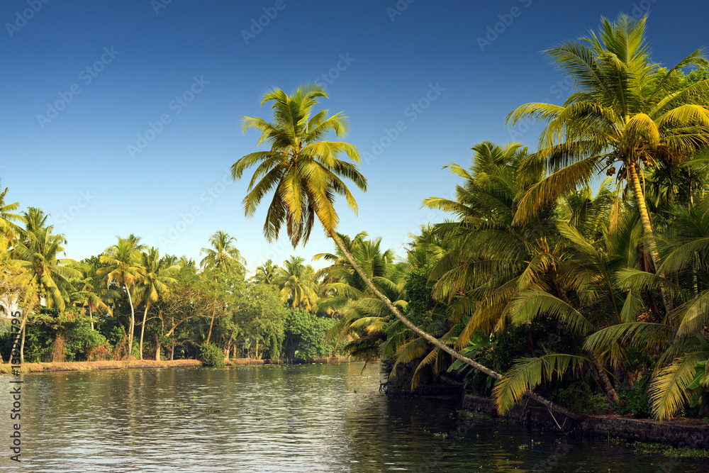 Swaying Coconut trees, backwaters landscape of Alleppey, Kerala, India