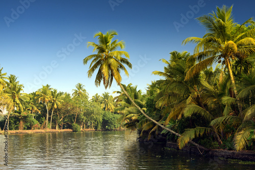 Swaying Coconut trees, backwaters landscape of Alleppey, Kerala, India photo