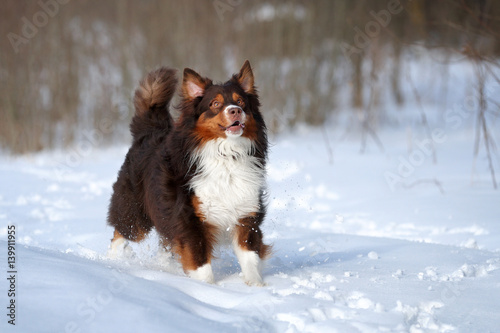 Happy dog Australian shepherd running in the snow