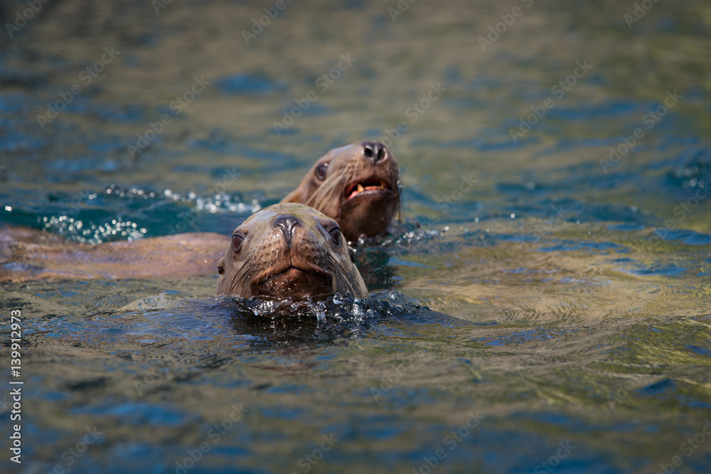 Fototapeta premium animal