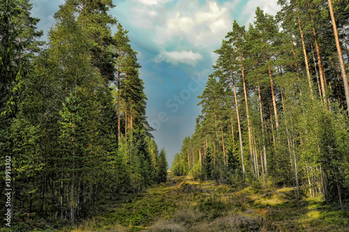 Clearing in the spruce forest in the Leningrad region photo