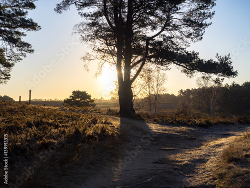 Nadelbaum im gegenlicht in Heidelandschaft, fischbeker Heide, Hamburg photo