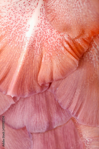 Macro of gladiolus petals (abstract background)