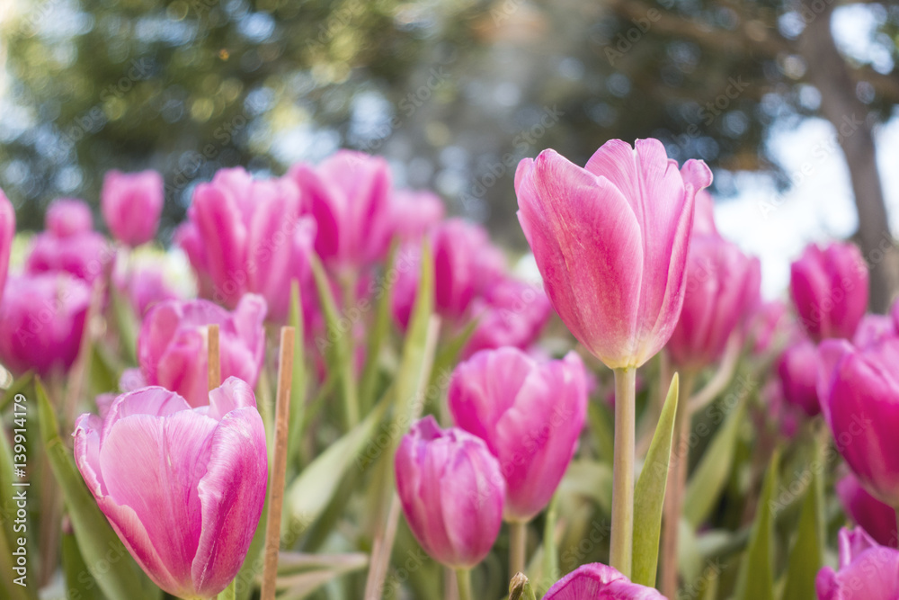 Obraz premium colorful Tuilip in the garden.