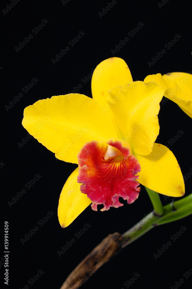 Beautiful yellow orchids on a black background Beautiful yellow orchids on a black background