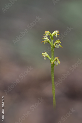 orchid photo