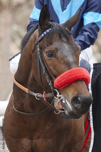 Fototapeta Naklejka Na Ścianę i Meble -  Race horse head ready to run. Paddock area.