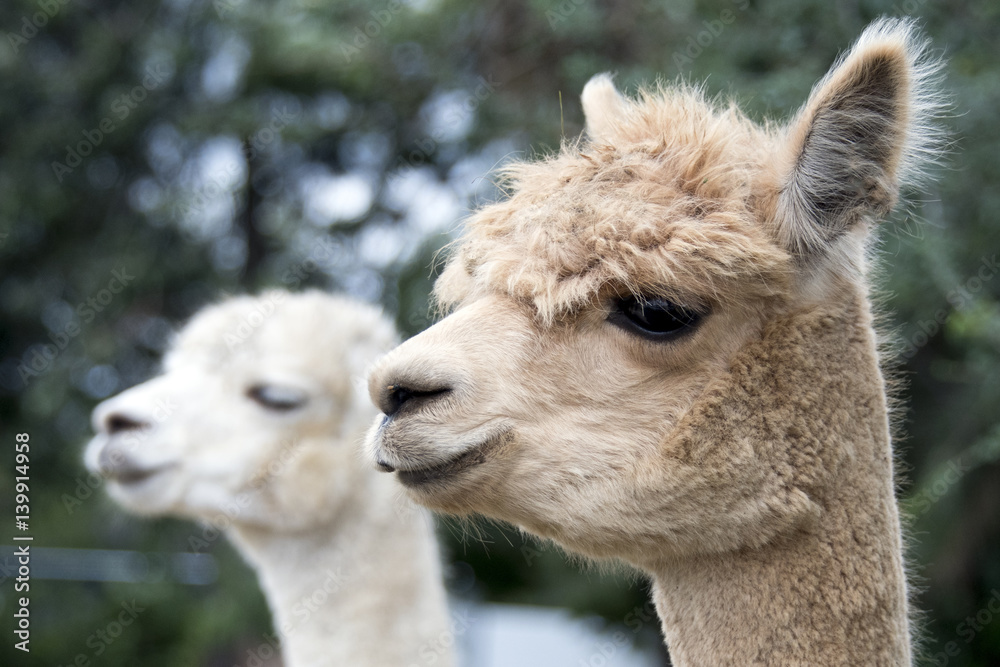 Obraz premium Alpaca