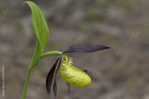 orchid photo
