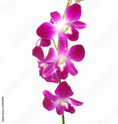 Fototapeta Naklejka Na Ścianę i Meble -  Pink orchid isolated on white