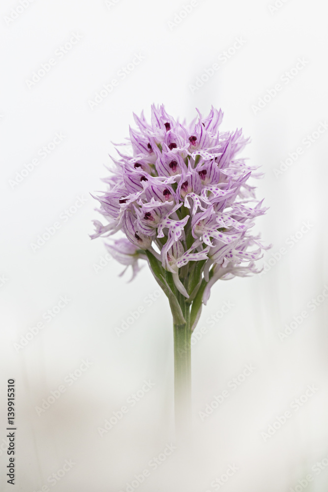 Obraz premium orchid