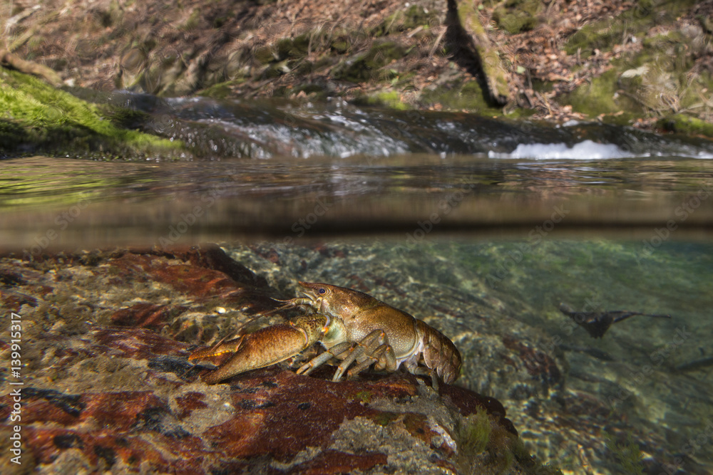 Obraz premium wildlife