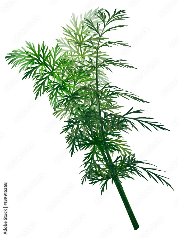 Fresh Caraway (Carum carvi), paths Fresh Caraway (Carum carvi), paths