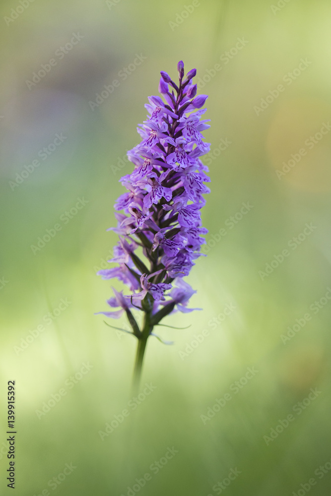 Obraz premium orchid