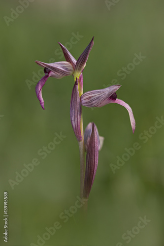 orchid photo