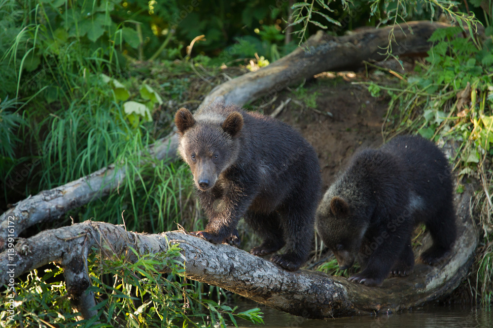 Fototapeta premium bear