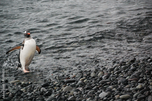 antarctica penguin