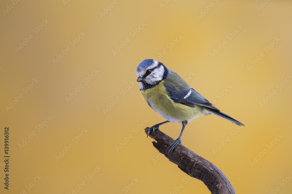 Obraz premium wildlife