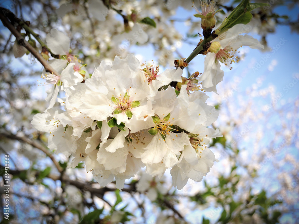 Fototapeta premium Almond blossoms with its fruit