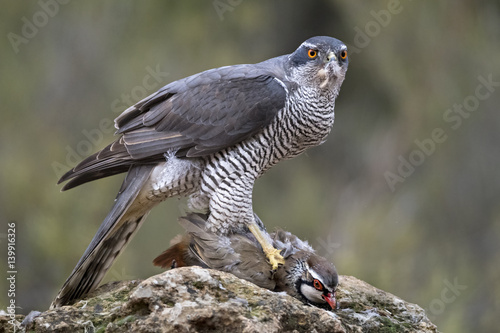 wildlife