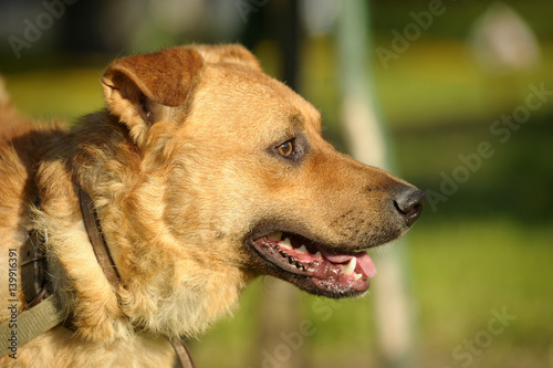 Cute brown dog with a green grass background.