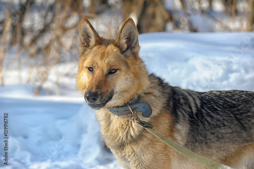 Beautiful dog on the background of a winter landscape photo