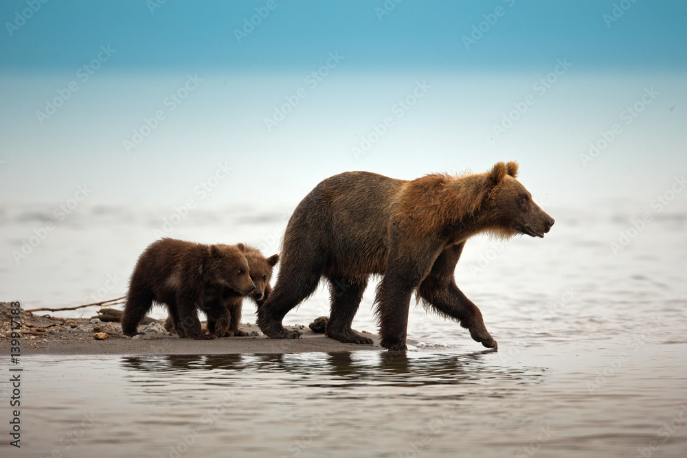 bear bear