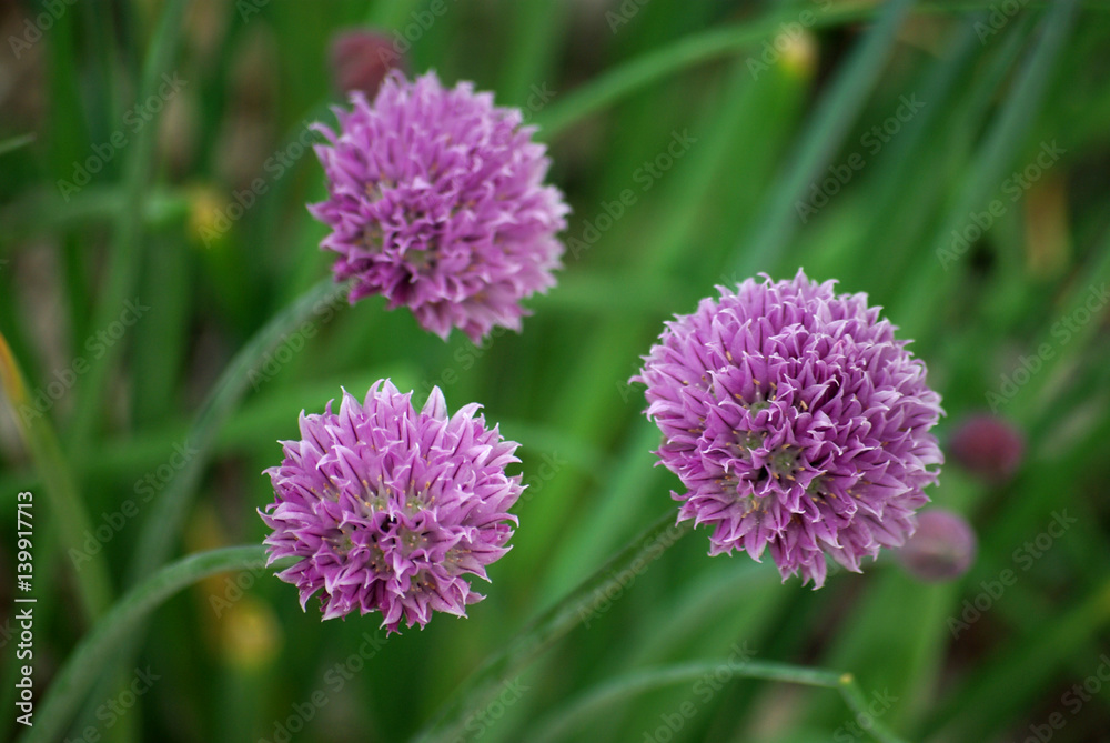 Obraz premium Ail fistuleux en fleurs au jardin au printemps