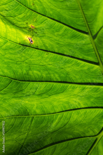 abstract natural green leaf texture background.