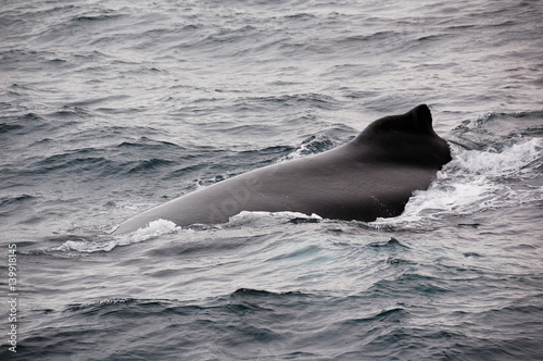 antarctica whale