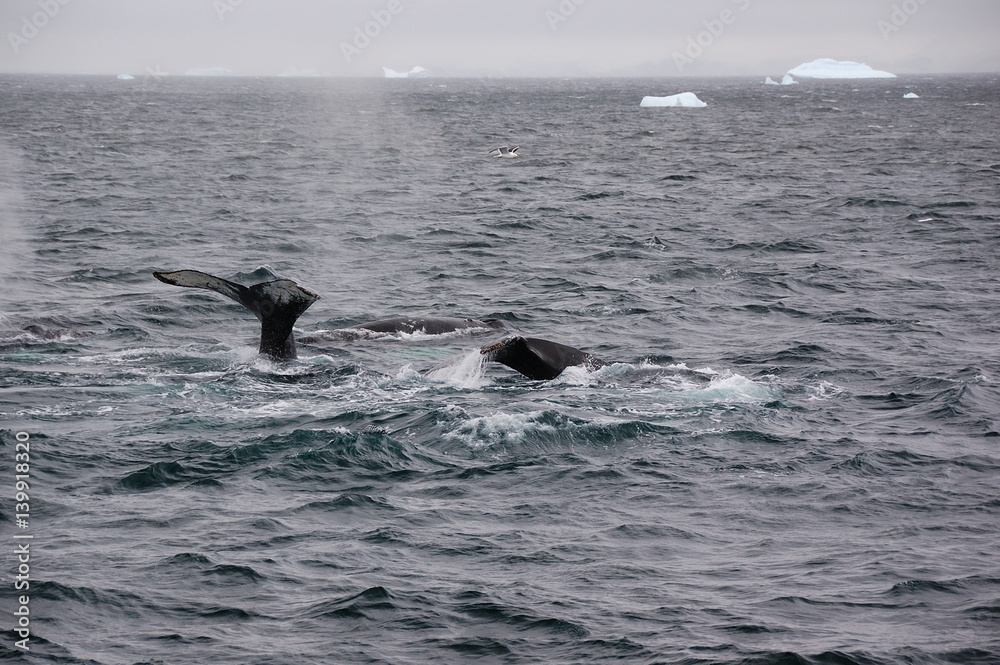 Fototapeta premium antarctica whales