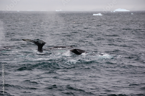 antarctica whales © Martin
