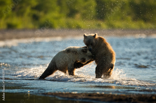 bear photo