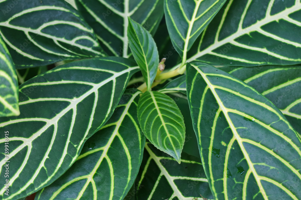 Fototapeta premium Closed up Bright and Dark Green Tree leaves Pattern, for Background, Banner, Texture 