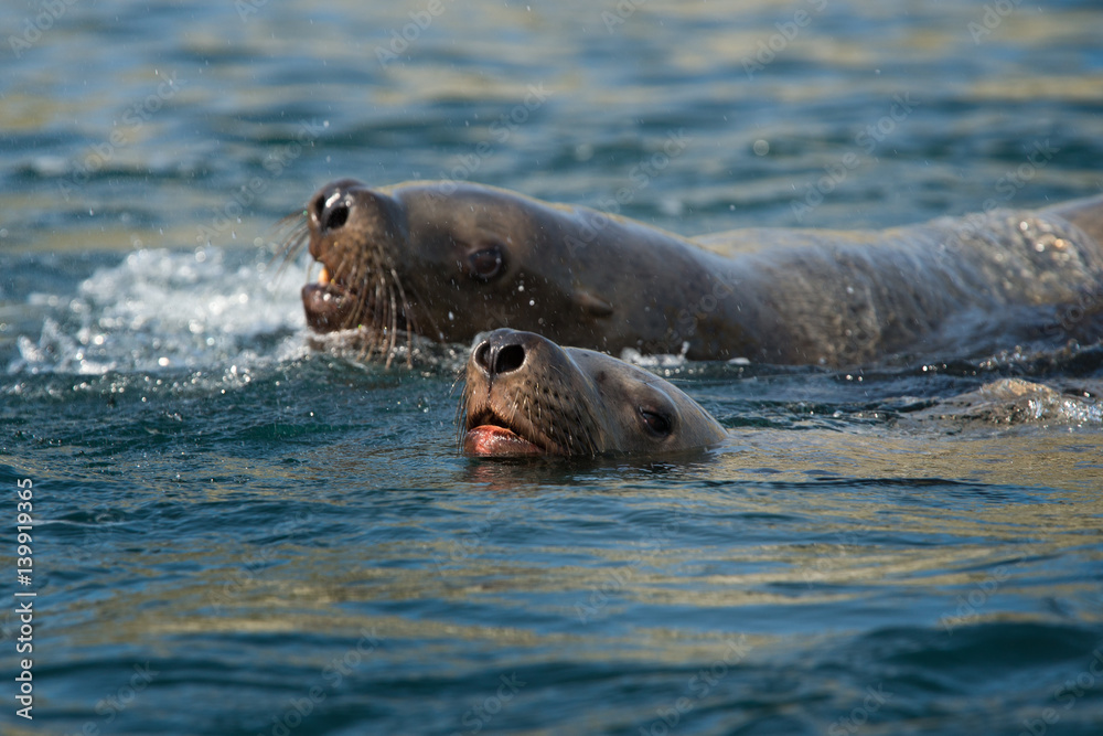 Fototapeta premium animal