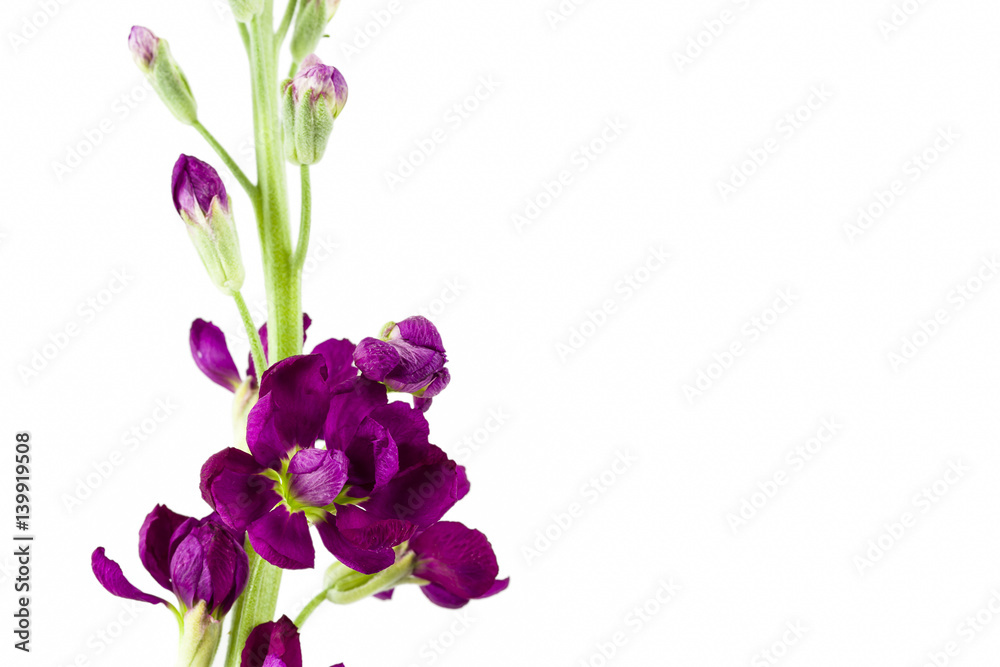 beautiful matthiola flower isolated on white background beautiful matthiola flower isolated on white background