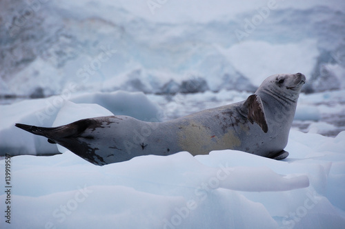 antarctica seal