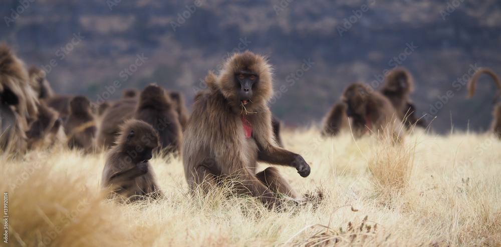 Fototapeta premium group of feeding Gelada baboons, Theropithecus gelada, in Ethiopia
