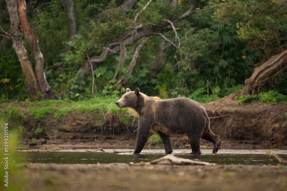 bear bear